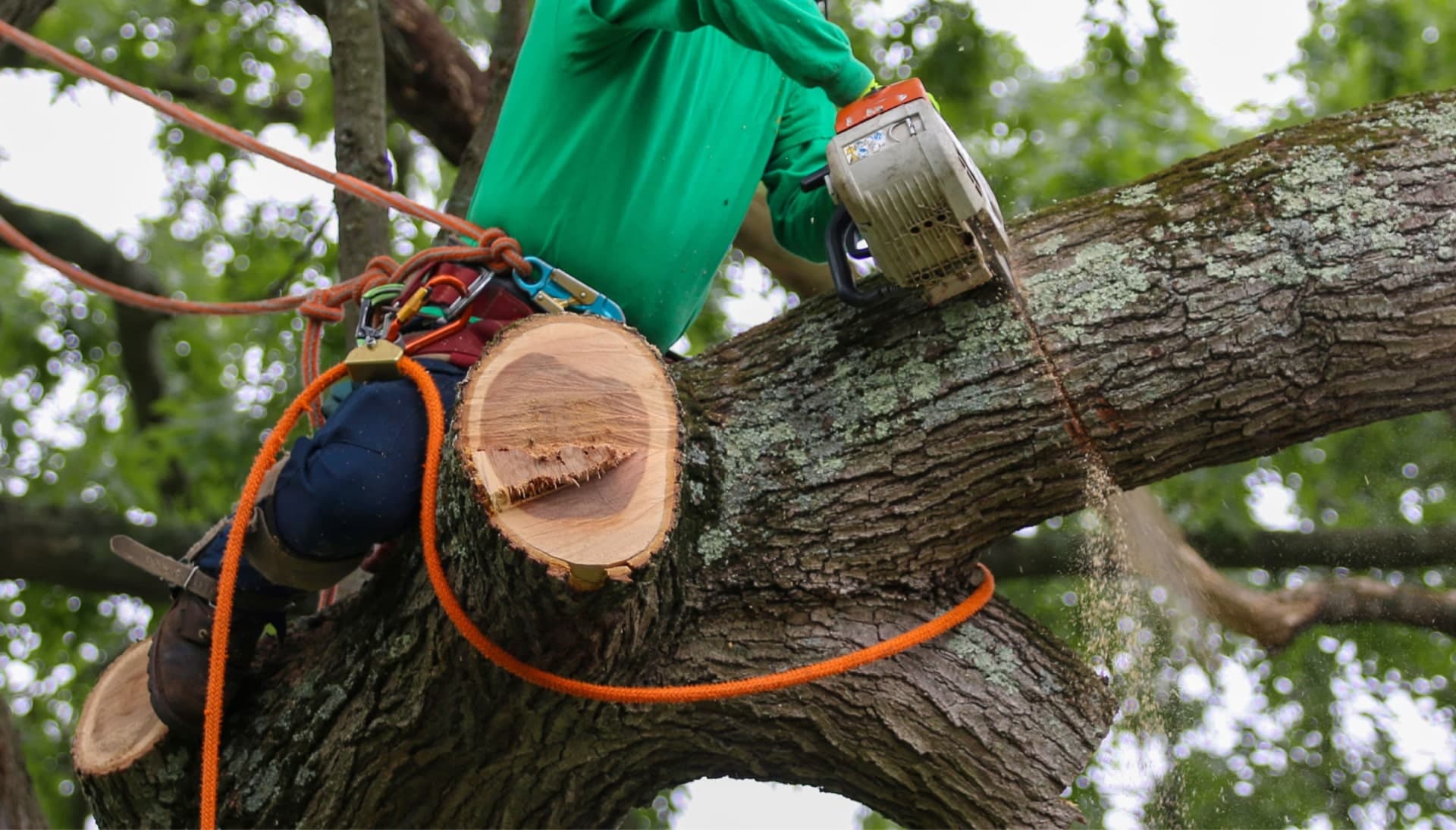 Shed your worries away with best tree removal in Las Vegas