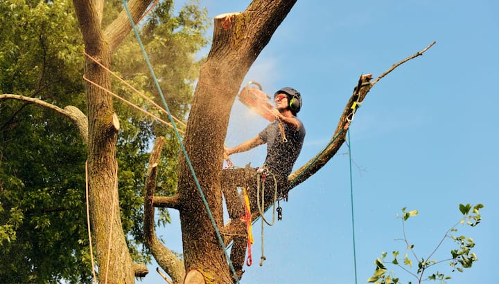 Get rid of tree problems with the expert tree removal contractors in Las Vegas