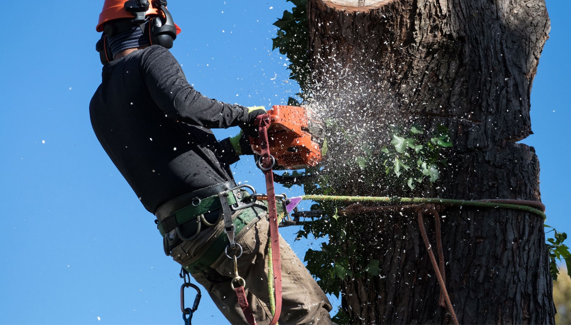 Professional Tree removal solutions in Las Vegas