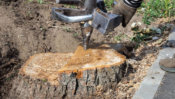 Las Vegas Tree stump removal